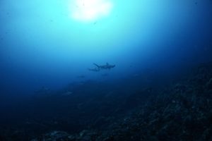 神子元　ダイビング 　海遊社