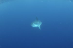 神子元　ダイビング　海遊社