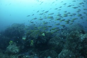 神子元島　ダイビング 　海遊社