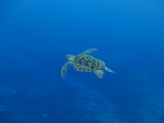 西表島　ダイビング 