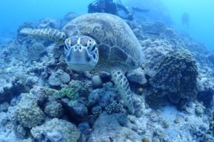 沖縄本島　ダイビング