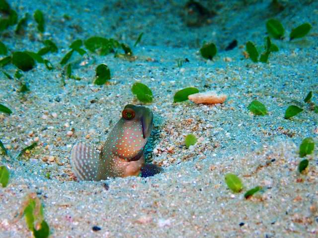 西表島　ダイビング 