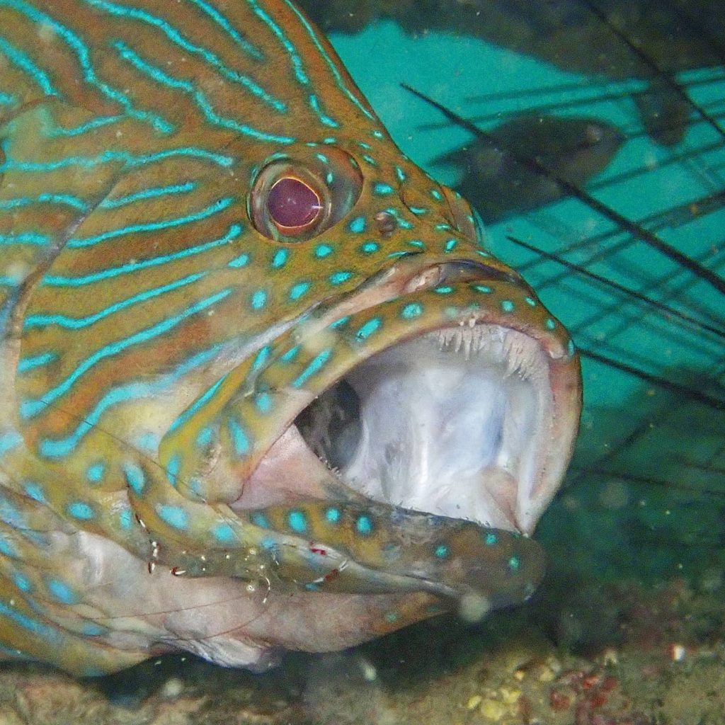 タイ　タオ島　ダイビング