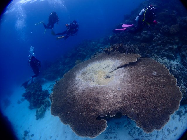 西表島　ダイビング