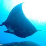 【6月～10月】成田発着 直行便利用  バリ島ヌサぺニダ周辺6DV&ウブド観光付き５日間