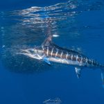 ラパス カジキ(Striped Marlin)スイム メキシコ直行便アエロメヒコ航空利用８日間