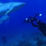 バハマ諸島　ダイブクルーズ