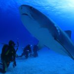 期間限定 第3回：バハマ諸島・タイガーシャーク＆グレートハンマーヘッド狙い　2019年11月2日（土）発　バハマダイビングクルーズ9日間