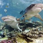 6月～10月 (水)(土)発フィジー直行便！フィジーエアウェイズ利用 パシフィックハーバー滞在 シャークダイビング付 ８DV ８日間