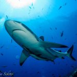 【世界遺産ｸﾞﾚｰﾄﾊﾞﾘｱﾘｰﾌ】 6月～10月 ｽﾋﾟﾘｯﾄｵﾌﾞﾌﾘｰﾀﾞﾑ号～コーラルシークルーズ6日間　最大15DV付