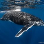 【7月～10月期間限定】土曜発　タヒチ・ルルツ島　ホエールツアー　8日間　2スノーケル付き
