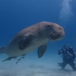 北パラワン・ブスアンガ　エルリオイマール滞在　5日間6ダイブ付き