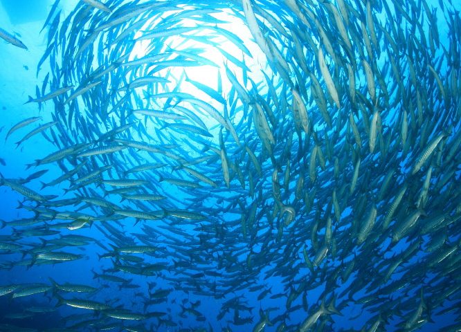 タオ島ダイビングツアー 国内 海外ダイビングツアーのクラブ アズール