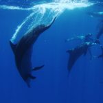 ＜10～5月＞エスコート利用　小笠原ダイビングツアー　6日間 6DV付