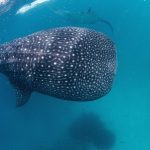 2023/8/5発  アリ環礁&バア環礁 フルトリップ10日間 <最大21DV> シンガポール航空利用
