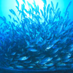 【4月～10月 パラオ直行便】成田 水曜発 5日間8DV付 ユナイテッド航空利用 パラオダイビングツアー