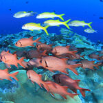 【4月～10月 パラオ直行便】成田 土曜発 6日間11DV付 ユナイテッド航空利用 パラオダイビングツアー