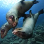 6月～10月　メキシコ直行便アエロメヒコ航空利用 ラパスダイビングツアー ７日間 6DV付！！