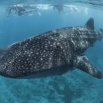 【2025/10/25発】★秋旅スペシャル★王道・南ルート9日間 スリランカ航空利用<18DV>