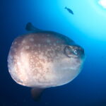 出発日限定！年末バリ島　ヌサぺニダ周辺６DV&ウブド観光付き５日間