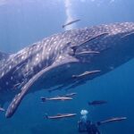 2026年~2027年＜10月～5月＞羽田発着  シンガポール航空利用　マンダリンクイーン号で行く シミランクルーズ14～15DV付き 6日間