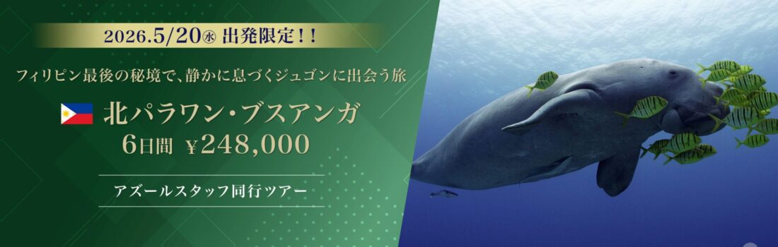 パラワンスライダー