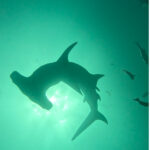 【11/7㈯発】南北縦断フルトリップ10日間 シンガポール航空利用 *21DV付