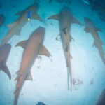 【2027年 1/23㈯,3/20㈯,4/17㈯発】ヴァーヴルート9日間 スリランカ航空利用 *18DV