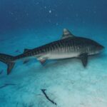 【10/17㈯発】★初旅スペシャル★王道・南ルート9日間 スリランカ航空利用 *18DV