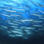 【2027年2月18日㈭出発限定】インドネシア最西端/ウェ・アイランド滞在 9DV＋オラウータン観察リバークルーズ付 *羽田発着 10日間＜アズールスタッフ同行ツアー＞