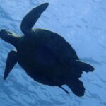 9/19出発限定 セブパシフィック利用 マクタン エメラルドグリーン利用 サボイホテル滞在 6ダイブ付き5日間